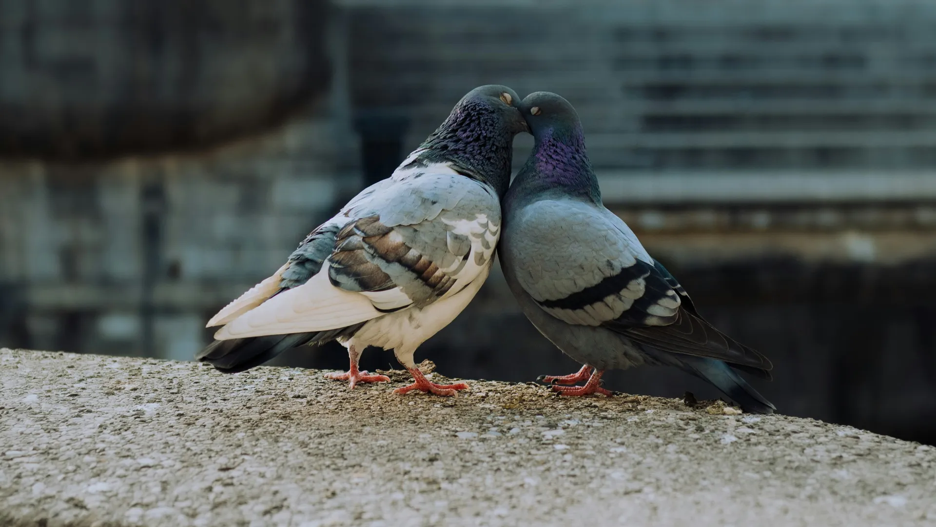 Ministers to use carrier pigeons to reach the President