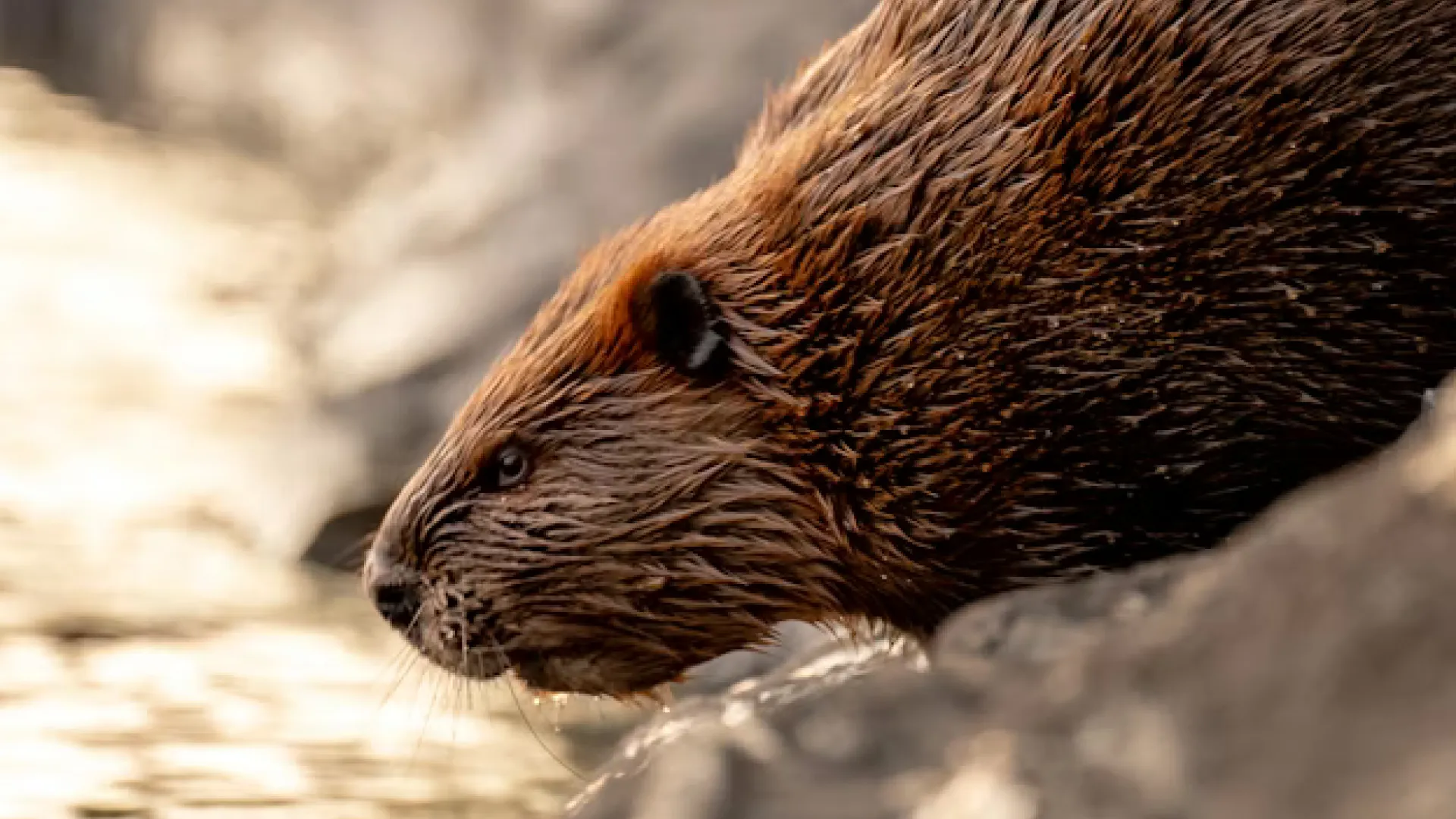 Beavers seen handling Sumatera floods better, says local